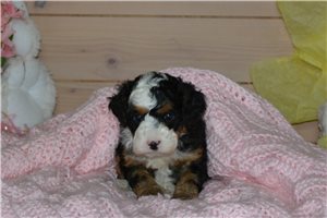 Hazel - puppy for sale