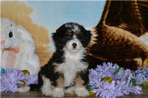 Hannah - Bernedoodle, Mini for sale