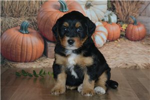 Harlow - puppy for sale