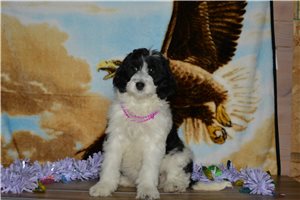 Abigail - Bernedoodle, Mini for sale