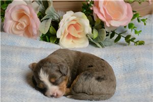 Hart - Bernedoodle, Mini for sale