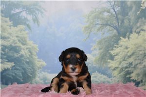Harlow - Bernedoodle, Mini for sale