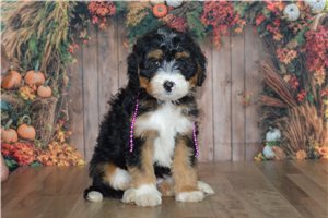 Hillary - Mini Bernedoodle for sale
