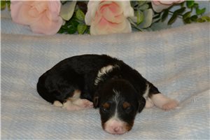 Holly - Bernedoodle, Mini for sale