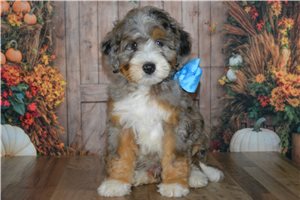 Henry - Mini Bernedoodle for sale