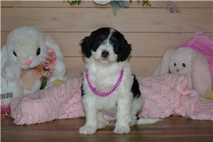 Abigail - Bernedoodle, Mini for sale