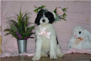 Abigail - Bernedoodle, Mini for sale