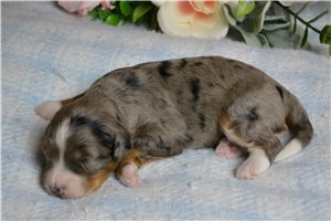 Henry - puppy for sale