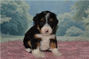 Hailey - puppy for sale