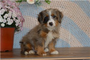Hart - Mini Bernedoodle for sale