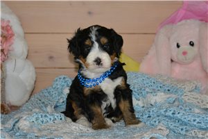 Henry - Bernedoodle, Mini for sale