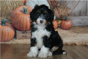 Holly - Mini Bernedoodle for sale