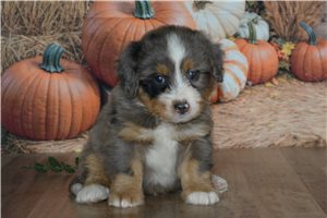 Hart - Mini Bernedoodle for sale