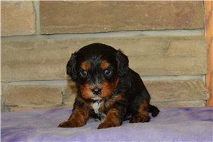 Isla - Cavapoo for sale