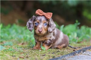 Paisley - puppy for sale