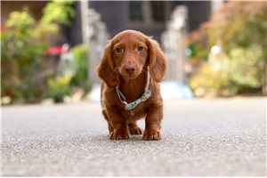 Pete - Dachshund, Mini for sale