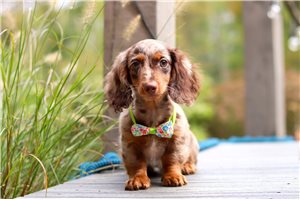 Potter - Dachshund, Mini for sale
