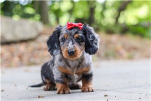 Reese - puppy for sale