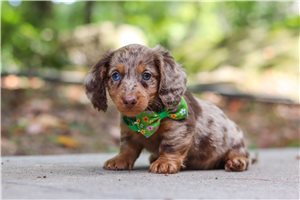 Romeo - puppy for sale