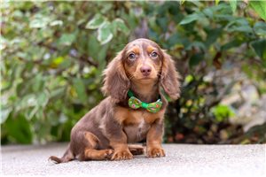 Princeton - Dachshund, Mini for sale