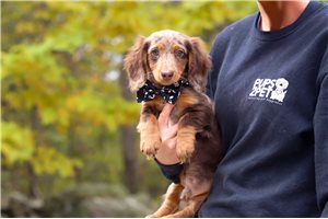 Ronald - Dachshund, Mini for sale