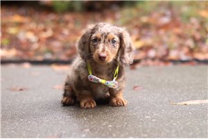Logan - puppy for sale