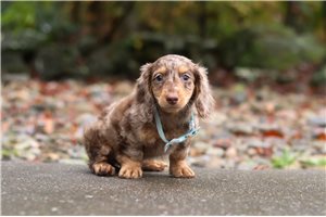 Leonardo - Dachshund, Mini for sale
