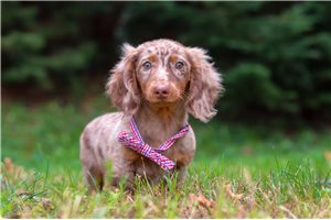 Regis - Dachshund, Mini for sale