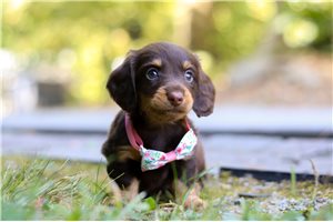 Lydia - Dachshund, Mini for sale