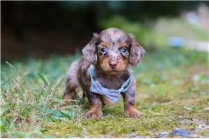 Lenny - Dachshund, Mini for sale