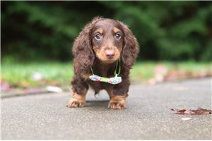 Luke - puppy for sale