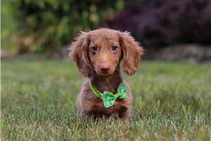 Michael - Dachshund, Mini for sale