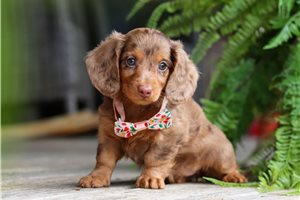 Mermaid - puppy for sale