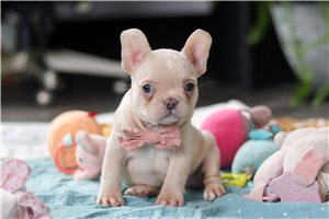 Tanya - French Bulldog for sale