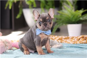 Thaddeus - French Bulldog for sale