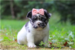 Nora - French Bulldog for sale