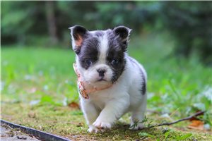Nessa - puppy for sale