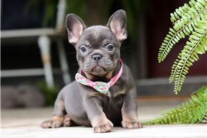 Mandy - French Bulldog for sale