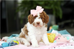 Victoria - Goldendoodle, Mini for sale