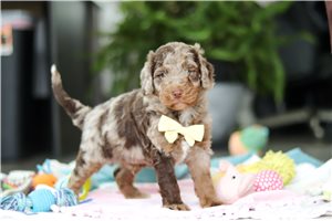 Vinny - puppy for sale
