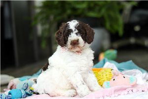 Vanna - puppy for sale