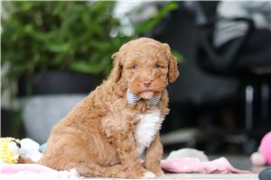 Vance - puppy for sale