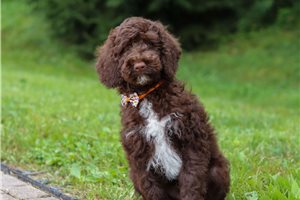 Mick - Goldendoodle, Mini for sale