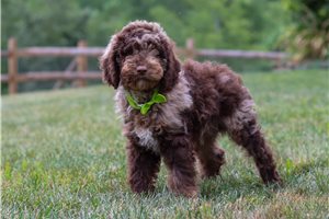 Michi - Goldendoodle, Mini for sale
