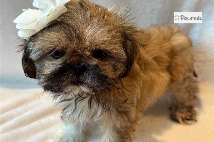 Alyssa, female Shih Tzu puppy for sale