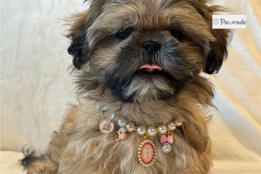 Alyssa - Shih Tzu for sale