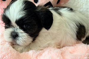 Alexis - puppy for sale