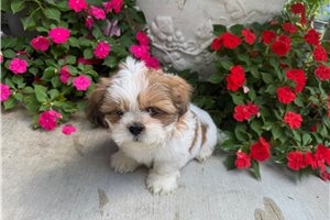 Mayhew - puppy for sale