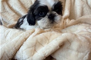 Alexis - Shih Tzu for sale