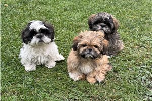 Ames - Shih Tzu for sale